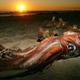 Illustration for article titled Newly Sequenced Giant Squid Genome Raises as Many Questions as It Answers